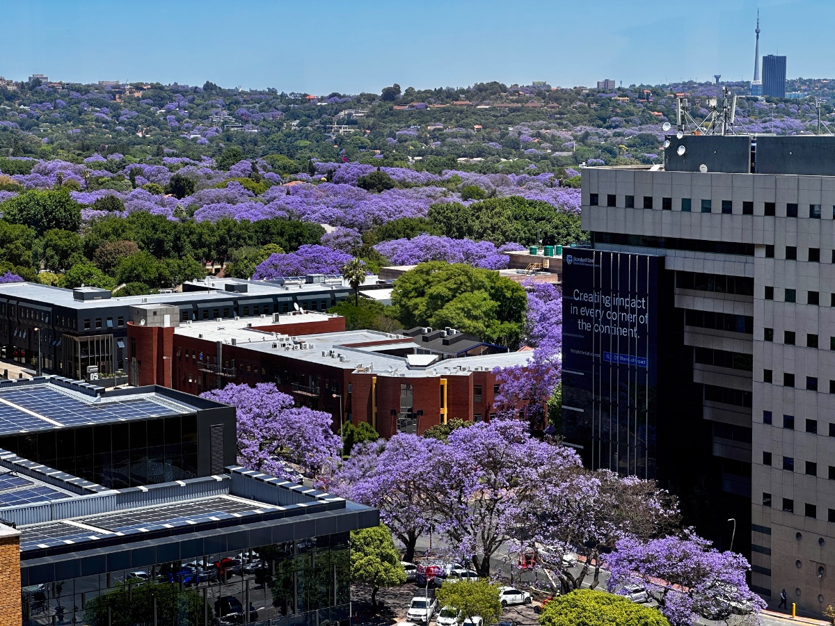 Jacarandas in bloom across Rosebank and the northern suburbs of Johannesburg